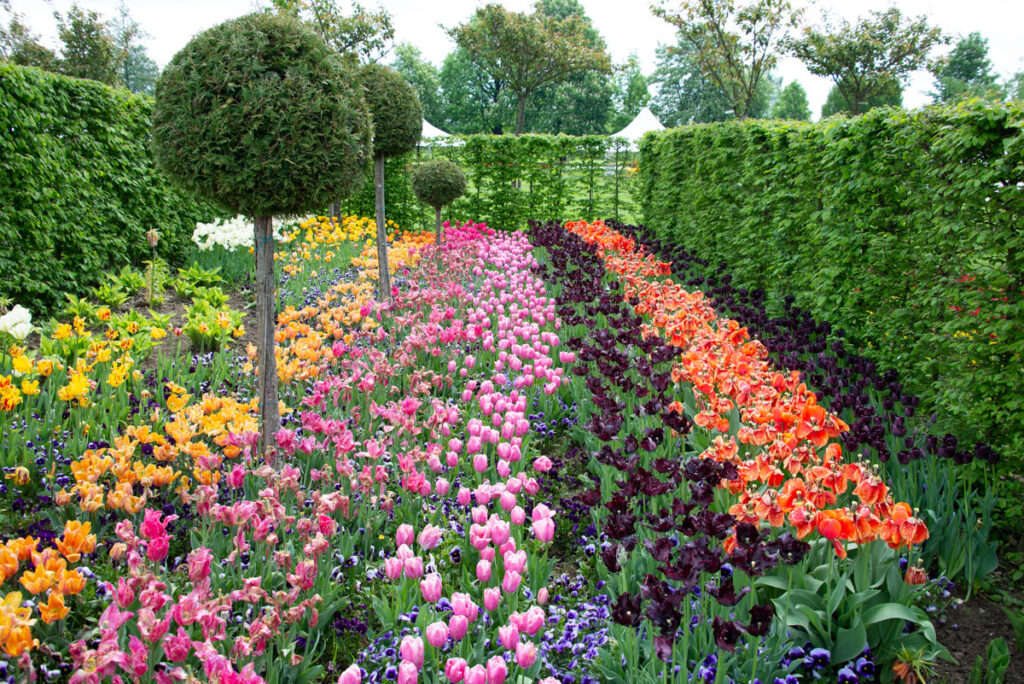 Arboretum, fioritura di tulipani