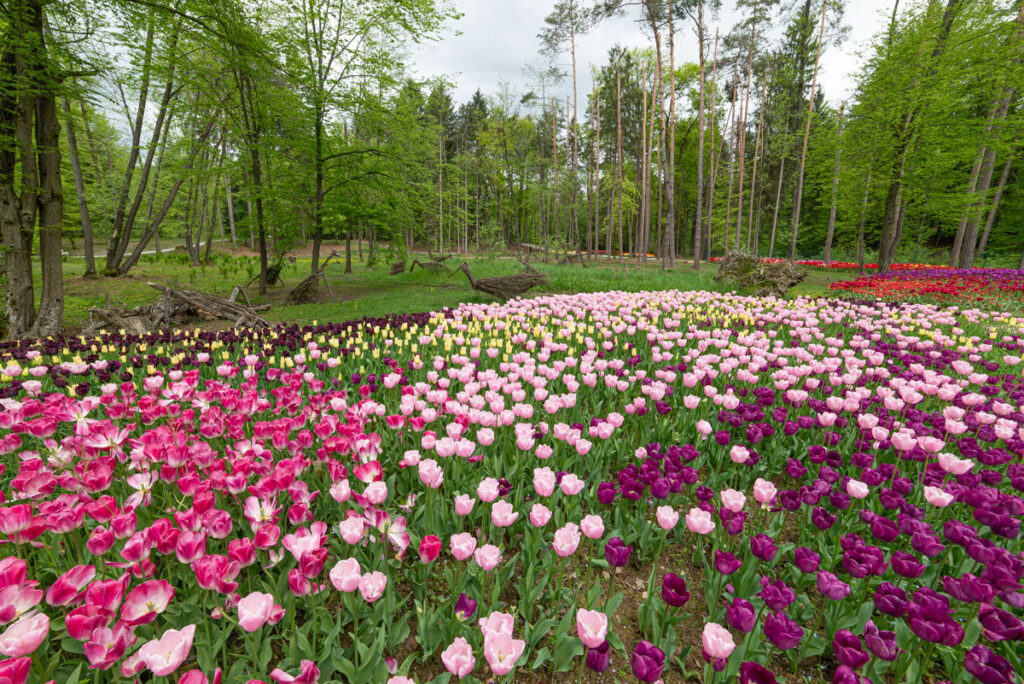 Arboretum, fioriture di tulipani