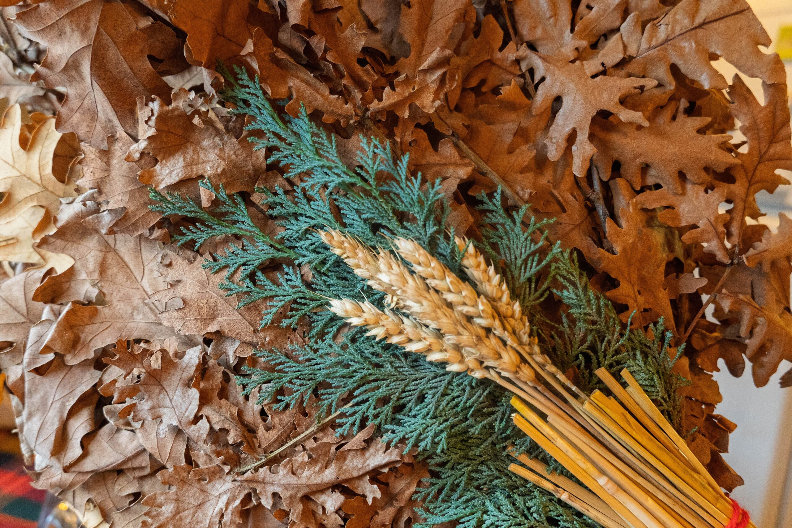 Il badnjak, rami di quercia e spighe di grano per la Vigilia del Natale ortodosso in Serbia.