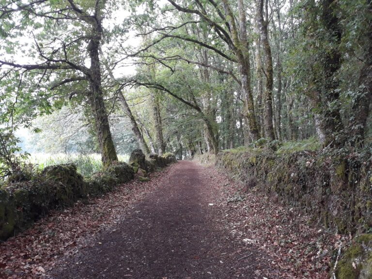 Sentiero nel bosco di querce ad A Penalonga, in Galizia, lungo il Cammino Primitivo