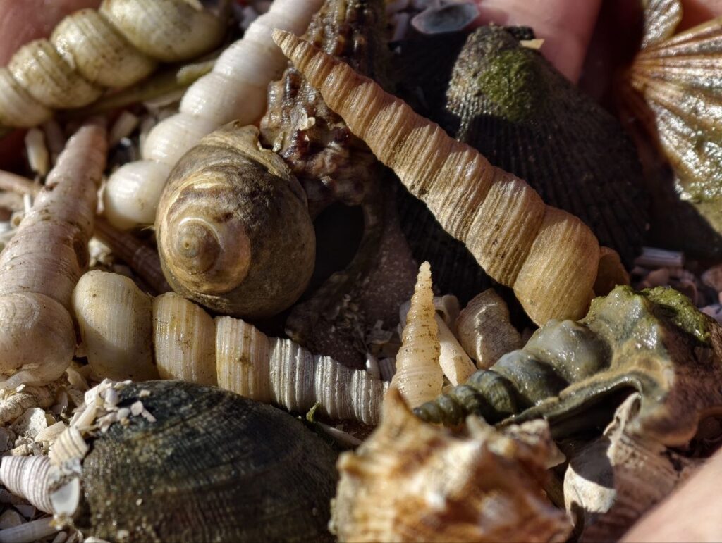 La spiaggia delle conchiglie di Capodistria: dove si trova e perché vale una visita Conchiglie di gasteropodi a spirale e bivalvi della spiaggia delle conchiglie di Capodistria