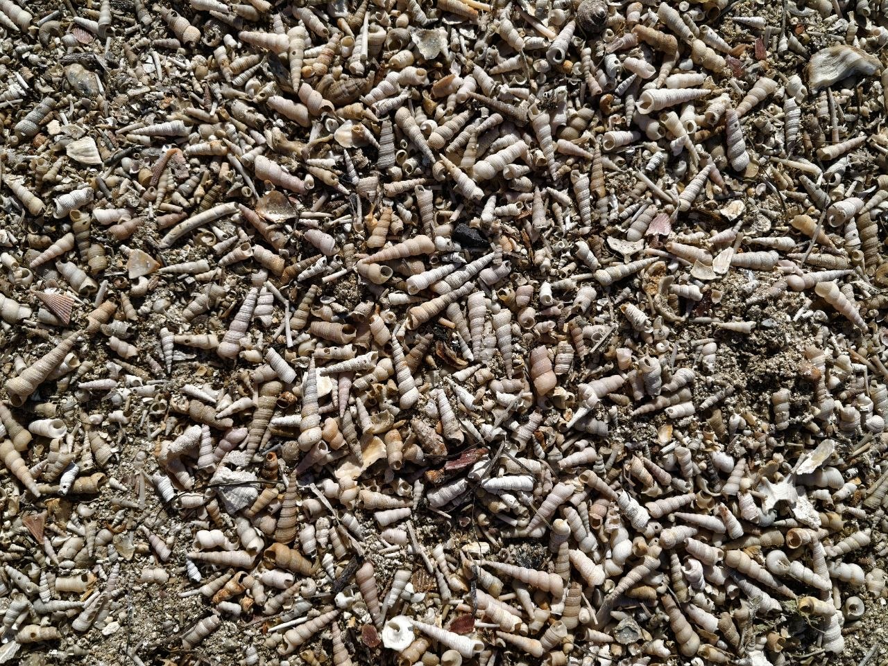Distesa di piccole conchiglie a spirale sulla spiaggia