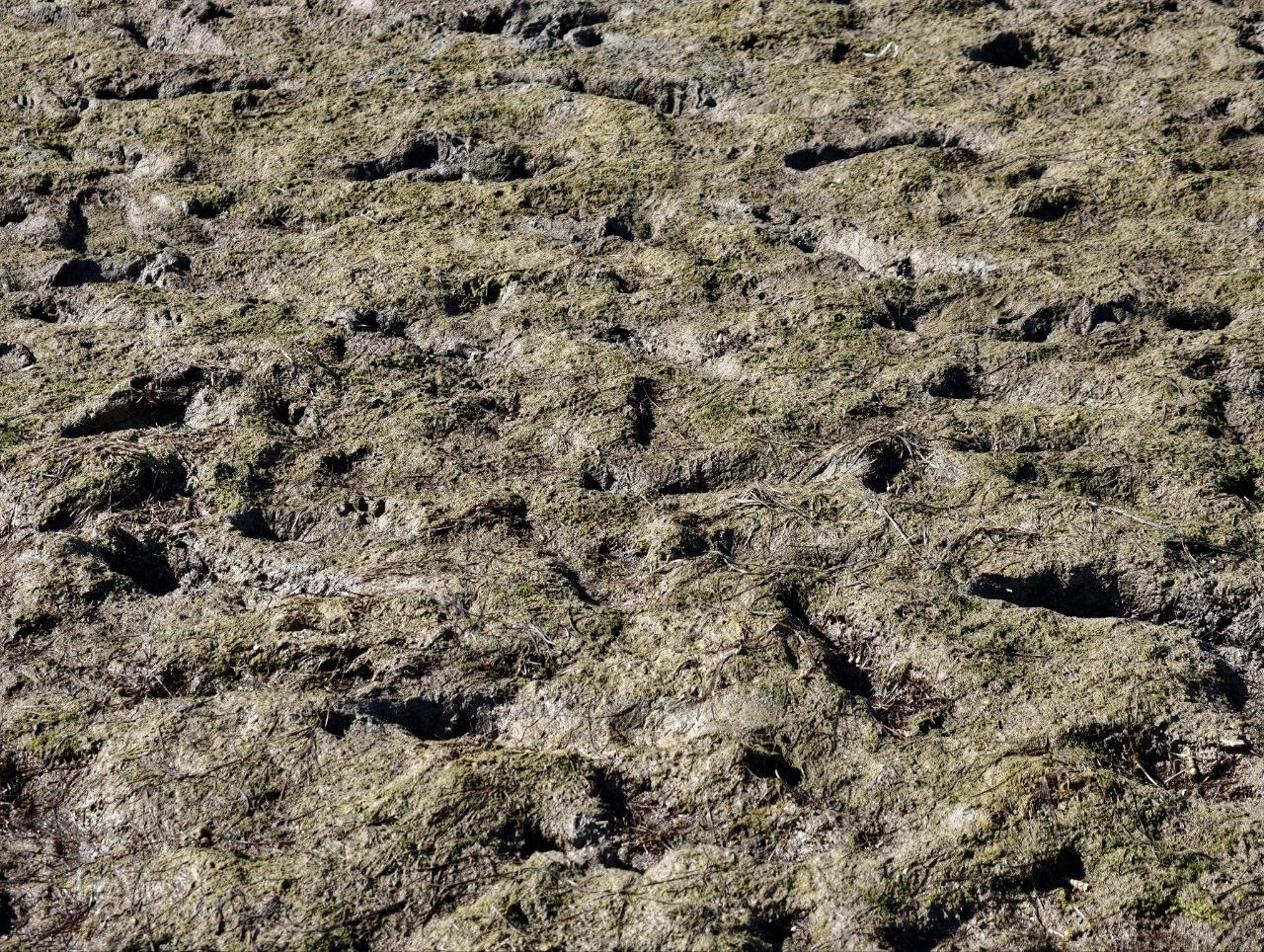 Fango della piana di marea con impronte di uccelli