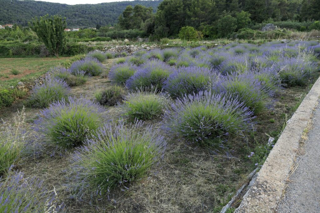 Cespugli di lavanda in fiore sull'isola di Hvar