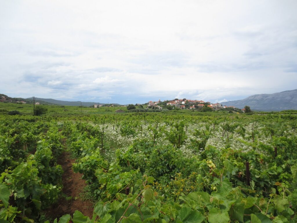 Vigneti attorno al paese di Lumbarda, sull'isola di Korčula