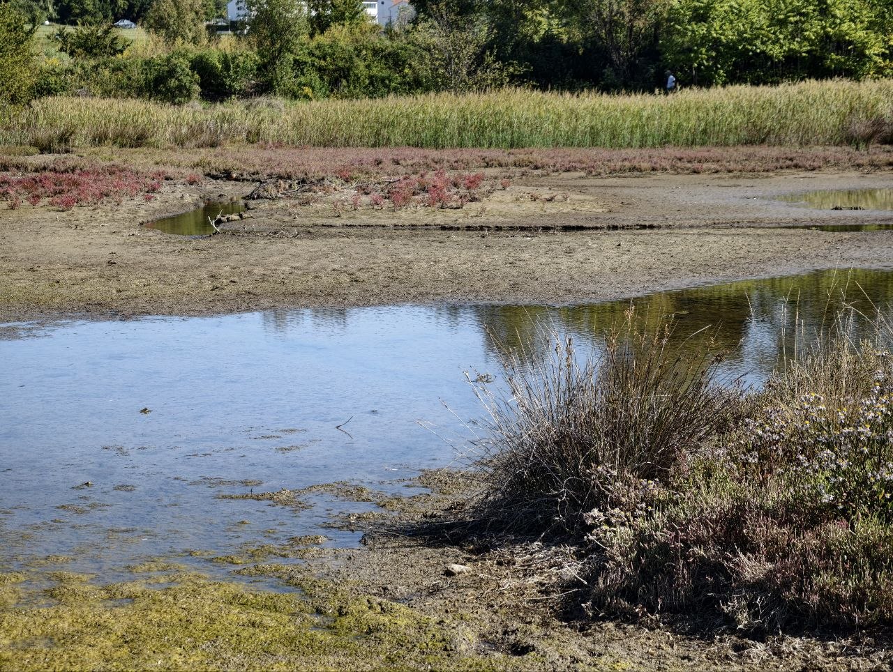 Laguna salmastra con canneto alla spiaggia delle conchiglie di Capodistria