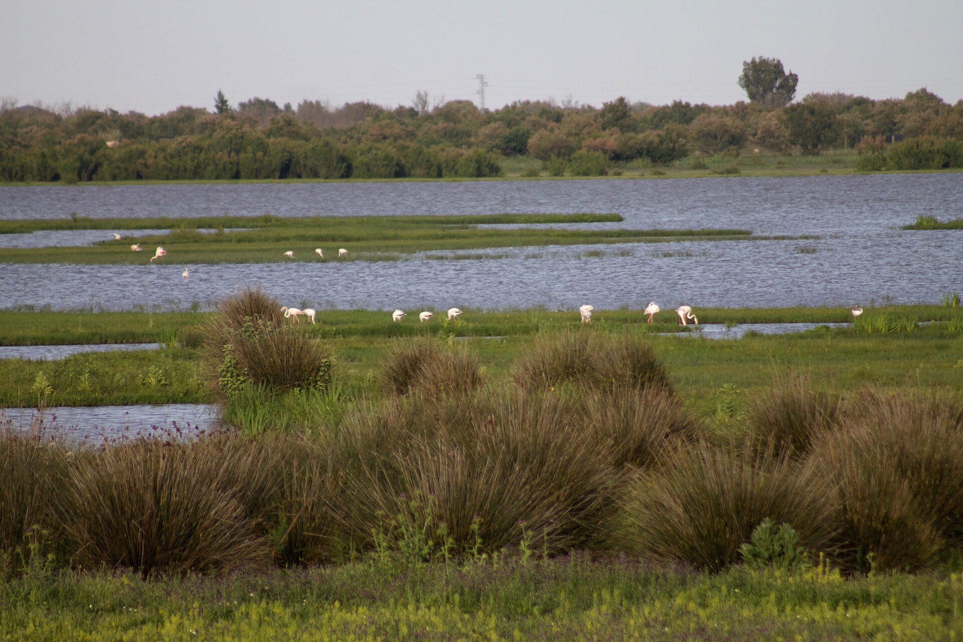Le marismas del Parque Nacional de Doñana, ecosistema umido di straordinaria importanza tra le foci del Guadalquivir.