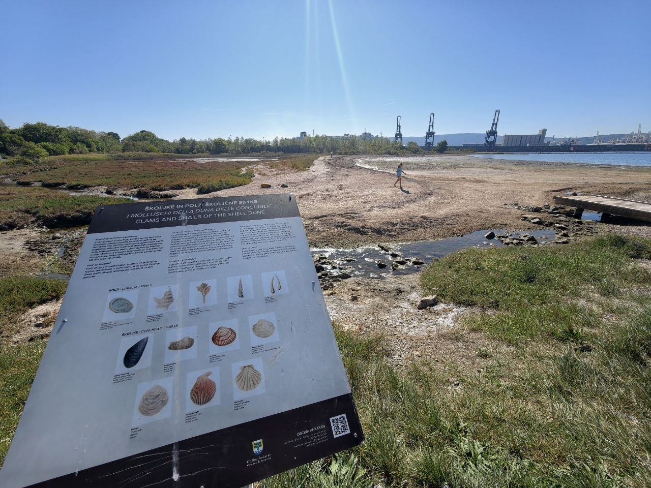 Pannello informativo sulle conchiglie con la spiaggia e le gru del porto di Capodistria sullo sfondo