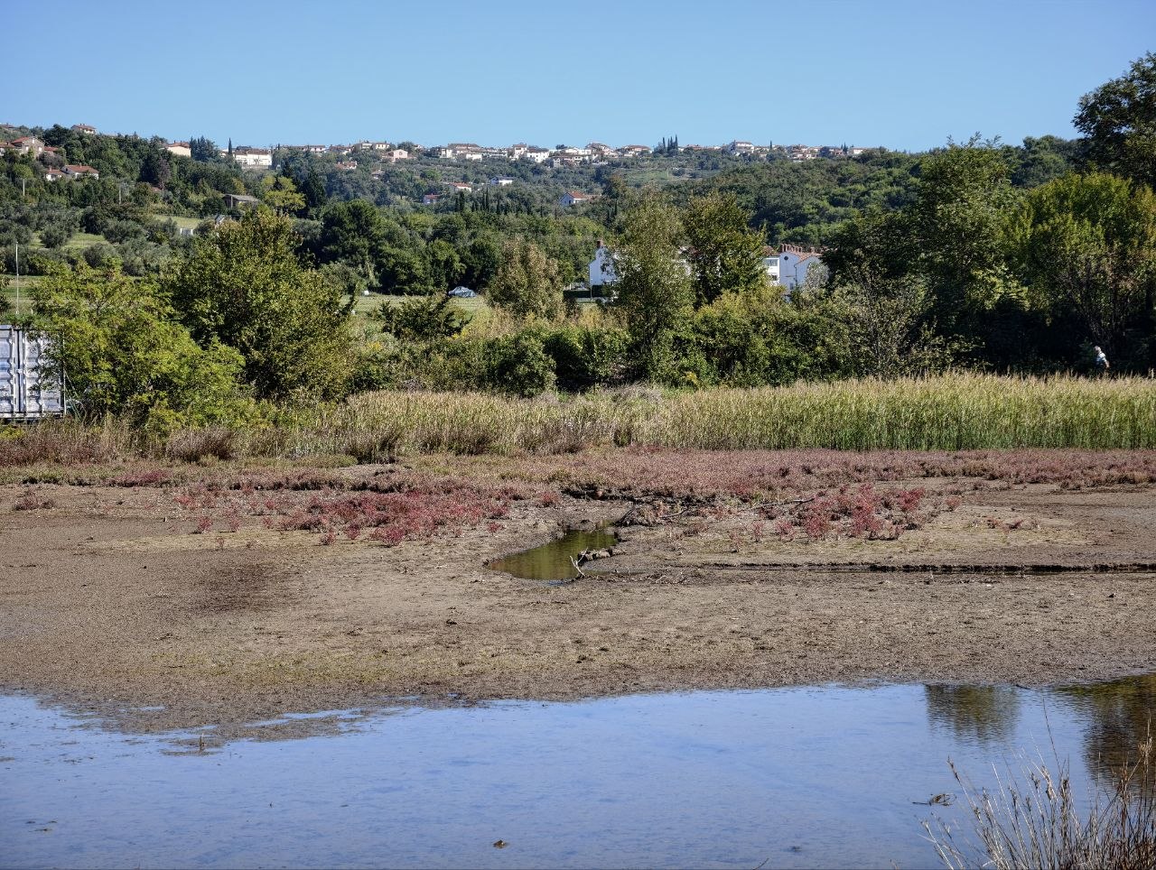 Pozze d'acqua e salicornia rossa nella zona umida vicino alla spiaggia delle conchiglie di Capodistria